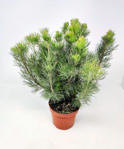 אדננטוס ע.12