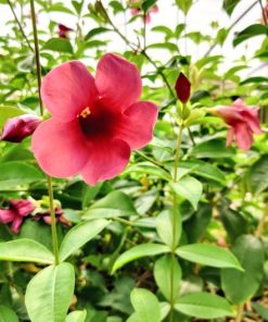 Alternative view of אלמנדה בדלי