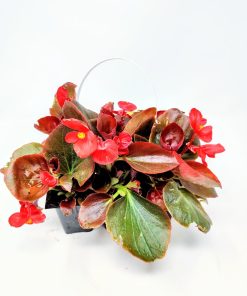 בגוניה בשישייה