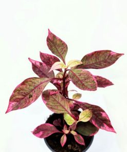 Alternative view of ביצן