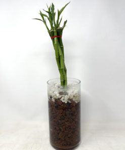 לאקי במבוק צמה