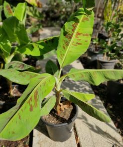 בננה 10 ליטר