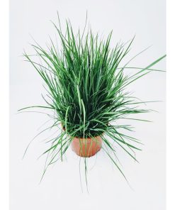 דשא לחתולים ע.12