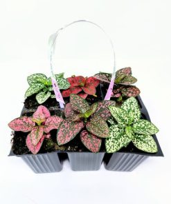 Alternative view of היפואסטס