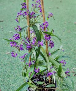 הרדנברגיה 8 ליטר
