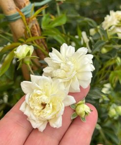 ורד בנקציה על גזע 7 ליטר