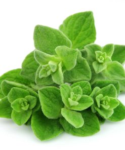 אורגנו- זרעים