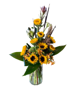 Alternative view of ספארי