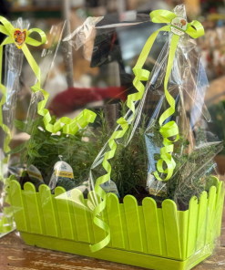 אדנית תבלינים לתה