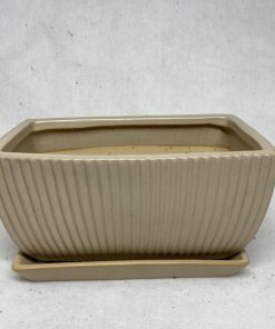 אדנית פסים בצבע בז'