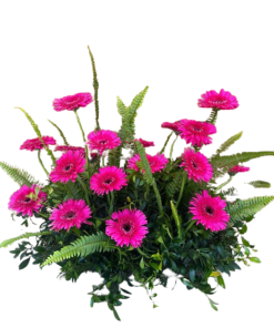 סידור ריח של שלווה רקע לבן