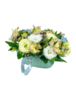 סידור איזבלה רקע לבן