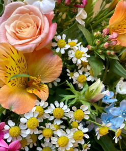 נשיקת הפרפרים מבט קרוב