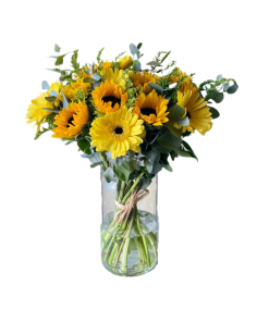 שמש רקע לבן