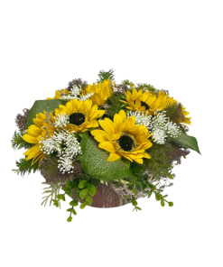 סידור חמניות משי רקע לבן