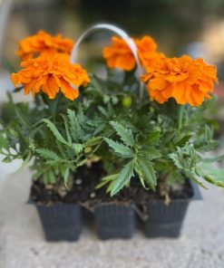 טגטס צרפתי בשישייה כתום