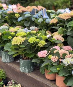 הורטנזיה מגיקל