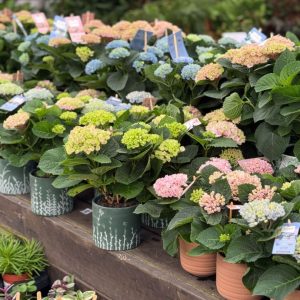 הורטנזיה מגיקל