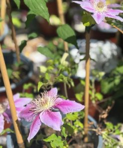 מטפס קלמאטיס 4 ליטר