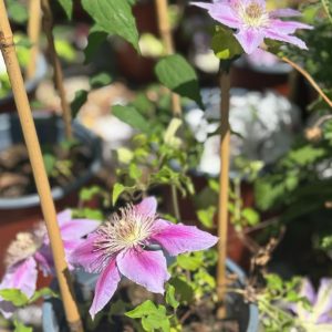 מטפס קלמאטיס 4 ליטר