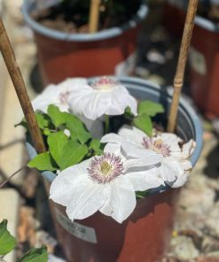 מטפס קלמאטיס 4 ליטר