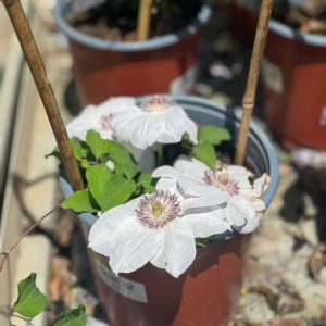 מטפס קלמאטיס 4 ליטר