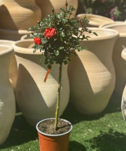 ורד על גזע-4 ליטר