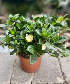 גרנדניה ע.18