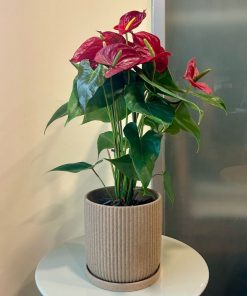 אנטוריום ע.18