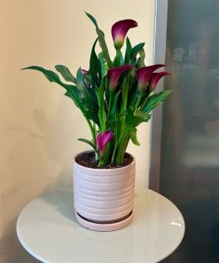 קלה צבעונית