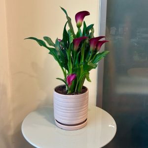 קלה צבעונית