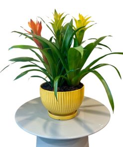 Alternative view of קוקטייל גוזמניות בקערה משמחת