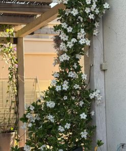 Alternative view of דיפלדניה 7 ליטר