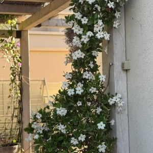 Alternative view of דיפלדניה 7 ליטר