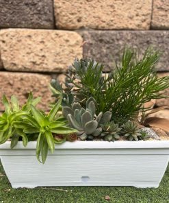 אדנית קקטוסים לבן 45X16