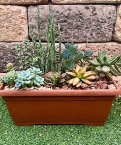 אדנית קקטוסים חומה 35X17