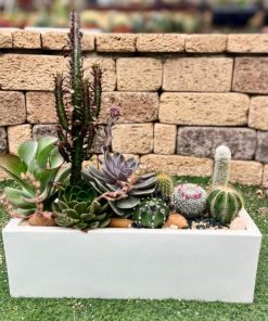 אדנית קקטוסים גדולה לבנה 60X18