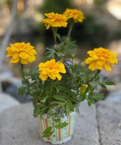 טגטס צרפתי ע.12 צהוב