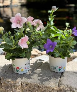 פולטיקודן ע.12