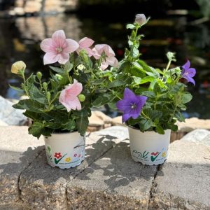 פולטיקודן ע.12