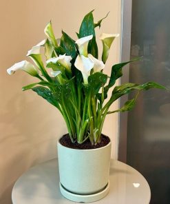 קלה צבעונית