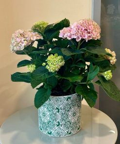 הורטנזיה מגיקל