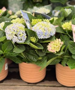 הורטנזיה מגיקל (ע.12)