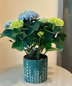 הורטנזיה מגיקל (ע.13)