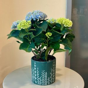 הורטנזיה מגיקל (ע.13)