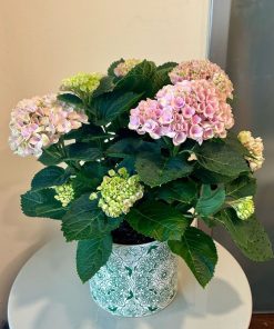 הורטנזיה מגיקל (ע.15)