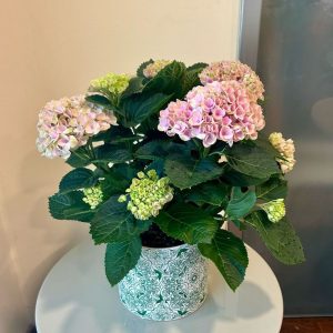 הורטנזיה מגיקל (ע.15)