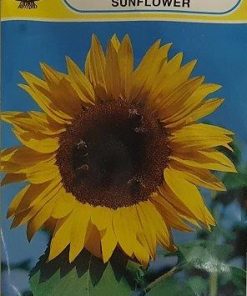 חמניות - זרעים