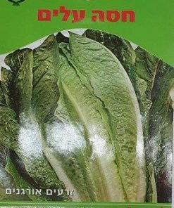 חסה אורגני - זרעים