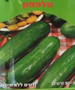 מלפפון - זרעים